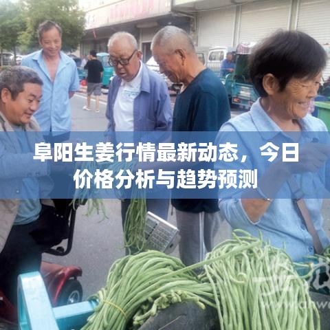 阜陽(yáng)生姜行情最新動(dòng)態(tài)，今日價(jià)格分析與趨勢(shì)預(yù)測(cè)