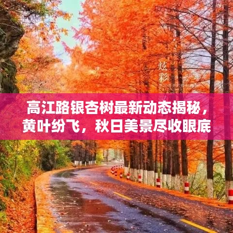 高江路銀杏樹最新動態(tài)揭秘，黃葉紛飛，秋日美景盡收眼底