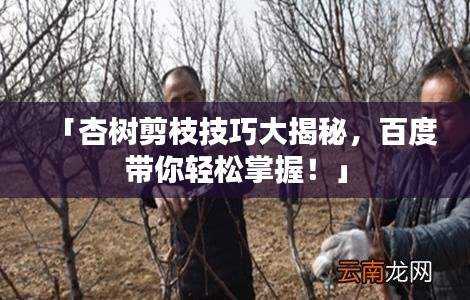 「杏樹剪枝技巧大揭秘，百度帶你輕松掌握！」