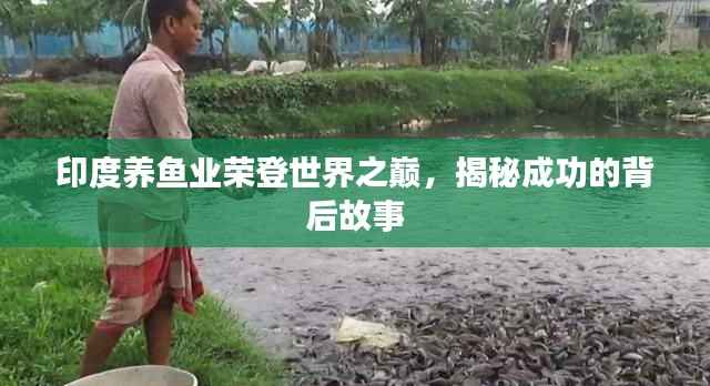 印度養(yǎng)魚業(yè)榮登世界之巔，揭秘成功的背后故事