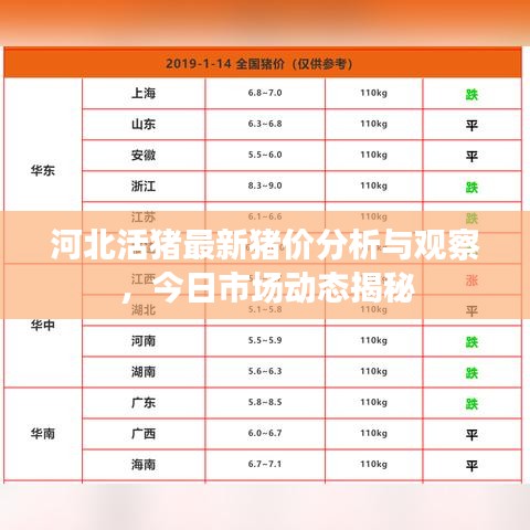 河北活豬最新豬價(jià)分析與觀察，今日市場動(dòng)態(tài)揭秘