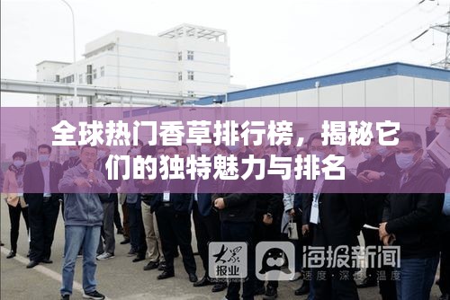 全球熱門(mén)香草排行榜，揭秘它們的獨(dú)特魅力與排名